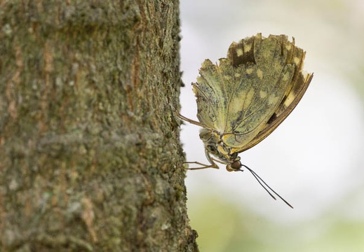 201308071313-DSC07351.jpg