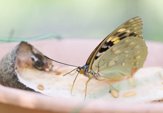 201308071323-DSC07362.jpg