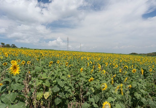 201308201041-DSC05429N.jpg