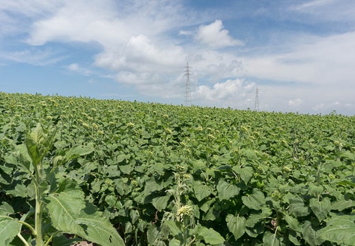 201308201052-DSC05439N.jpg