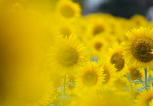 201308221116-DSC07804.jpg