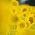 201308221116-DSC07804.jpg