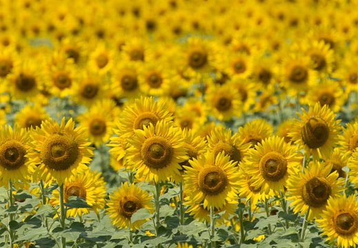 201308221122-DSC07816.jpg