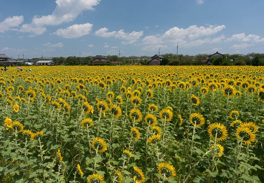 201308221149-DSC05592N.jpg
