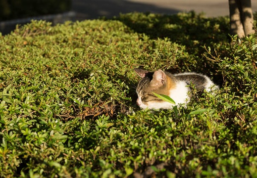 201308260612-DSC07977.jpg
