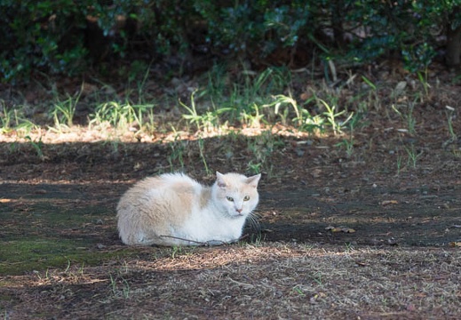 201308260635-DSC08006.jpg