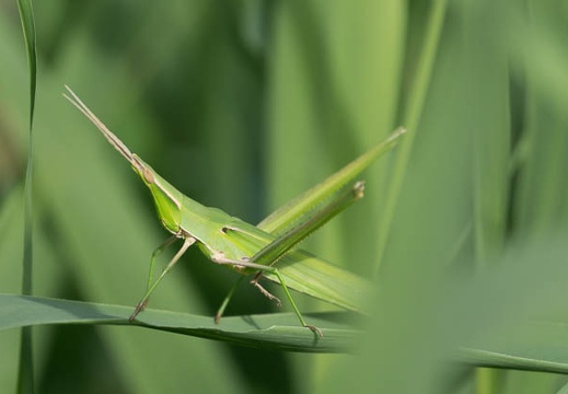 201308260819-DSC08074.jpg