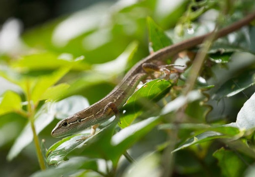 201308260829-DSC08102.jpg