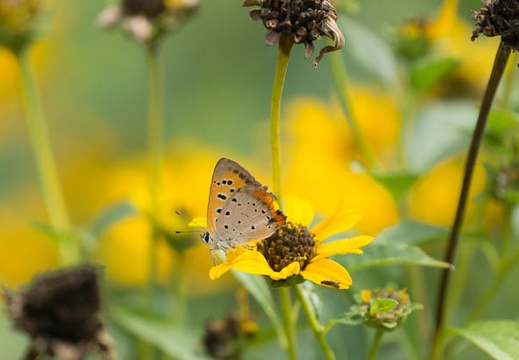 201308260849-DSC08115.jpg