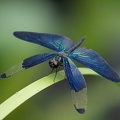 201308260855-DSC08136.jpg