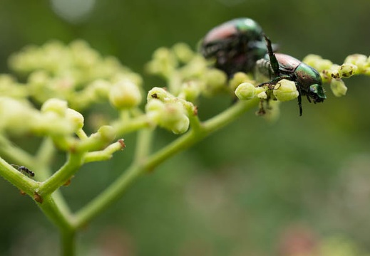 201308260914-DSC05716N.jpg