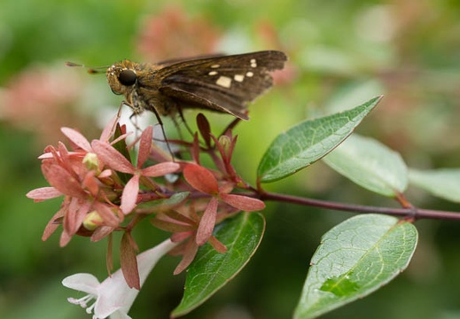 201308260915-DSC05718N.jpg