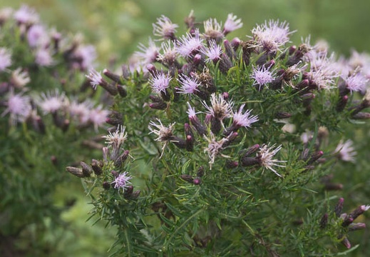 201309061139-DSC08567.jpg
