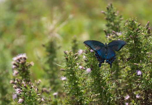 201309061204-DSC08602.jpg