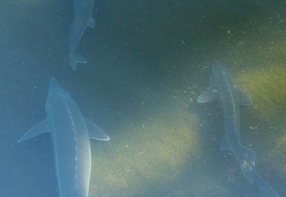 201309091446-DSC06230N.jpg