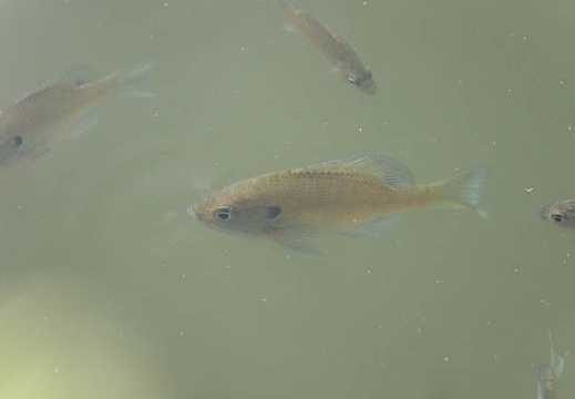 201309091545-DSC08943.jpg