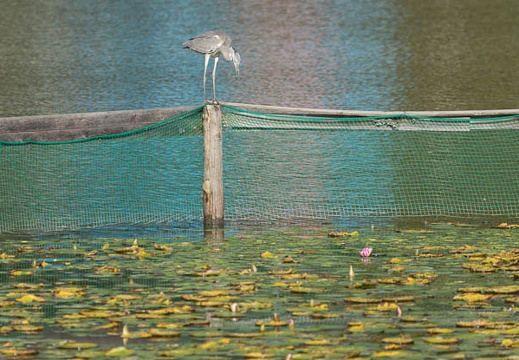 201309091547-DSC08947.jpg