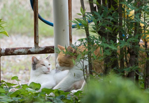 201309091659-DSC08954.jpg
