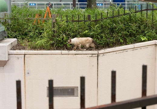 201309101310-DSC06277N.jpg