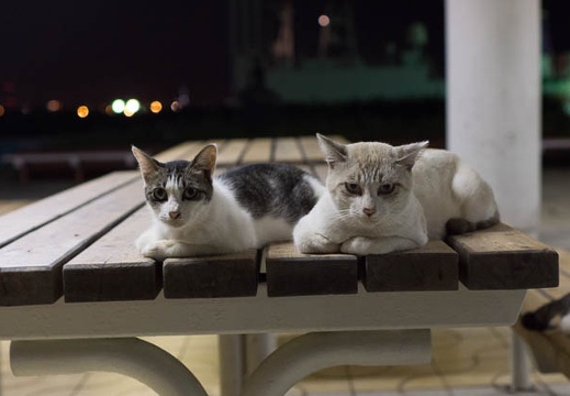 201309142017-DSC09317.jpg