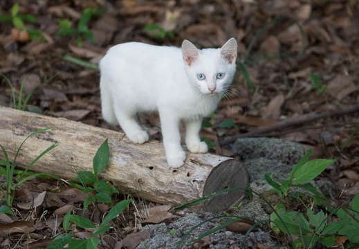 201309181713-DSC00031.jpg