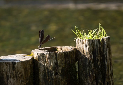 201309201518-DSC00182.jpg