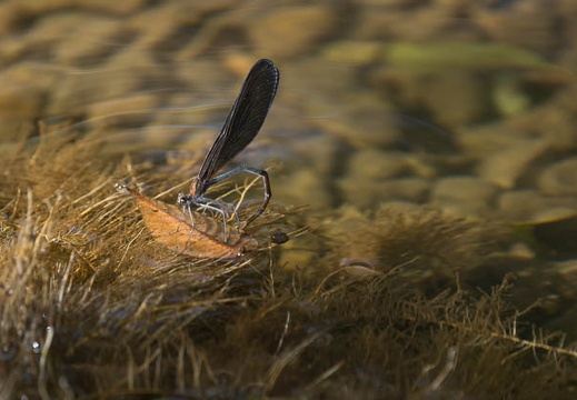 201309201527-DSC00232.jpg