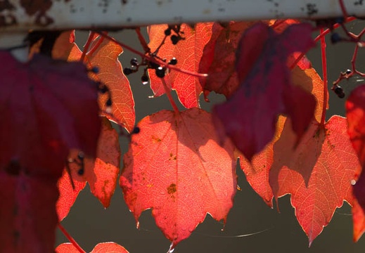 201310300734-DSC01705.jpg