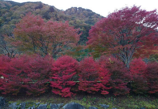 20131113065005-SO-01F.jpg
