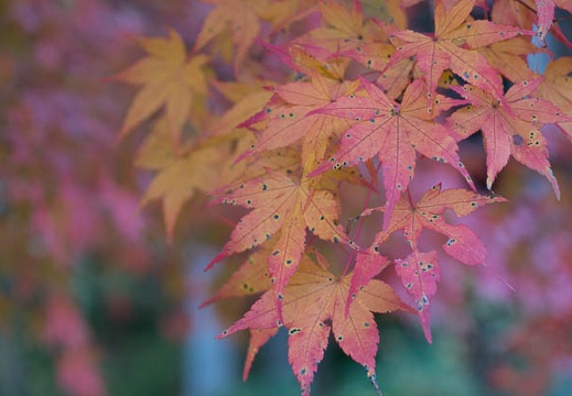 201311130659-DSC02973.jpg