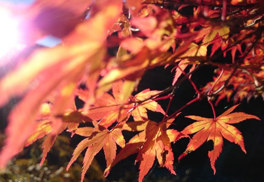 20131113080606-SO-01F.jpg