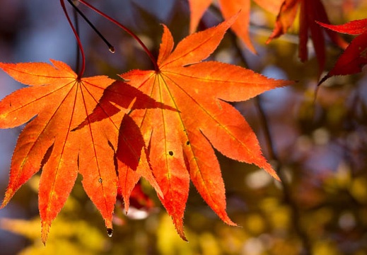 201311200824-DSC03374.jpg