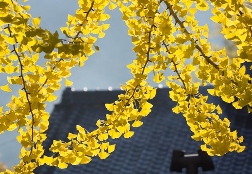 201311200827-DSC03376.jpg