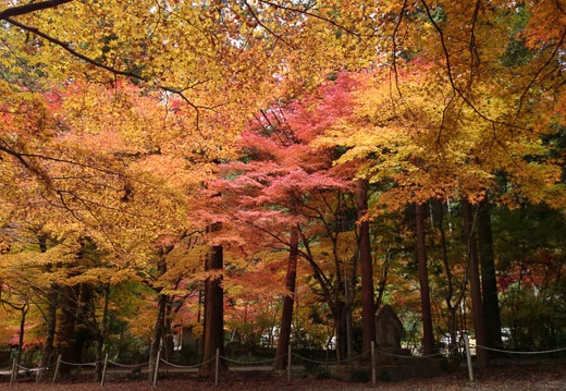20131122083318-SO-01F.jpg