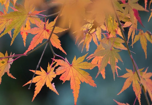 201311220904-DSC03957.jpg