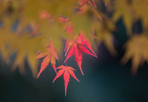 201311220905-DSC03958.jpg