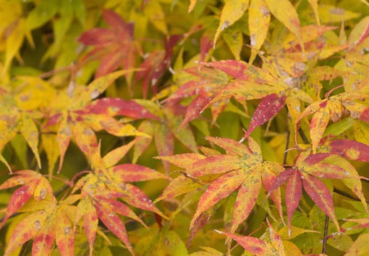 201311220913-DSC03973.jpg