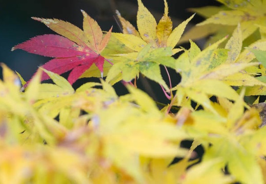 201311220914-DSC03976.jpg