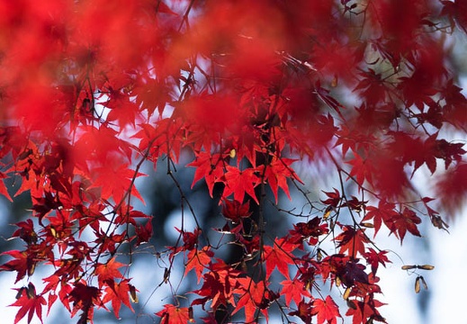201311230820-DSC04393.jpg