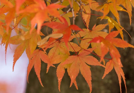 201311241133-DSC04932.jpg