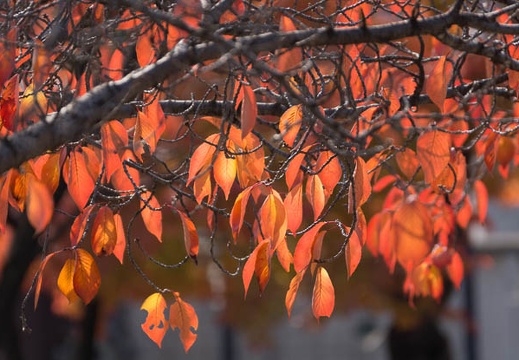 201311241138-DSC04934.jpg