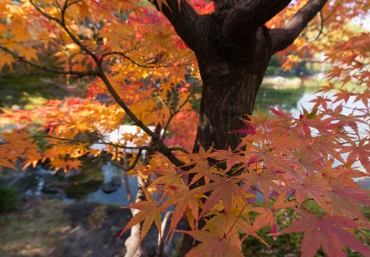 201311271052-DSC09127N.jpg