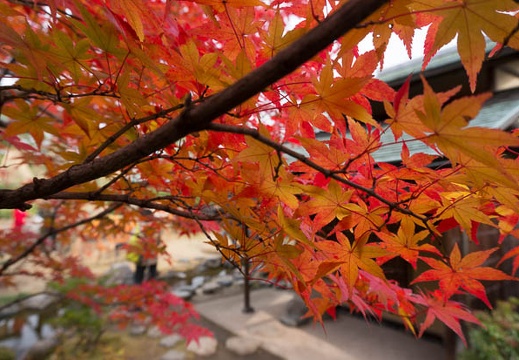 201311271209-DSC09309N.jpg