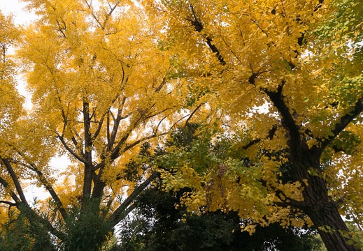 201311271320-DSC09433N.jpg