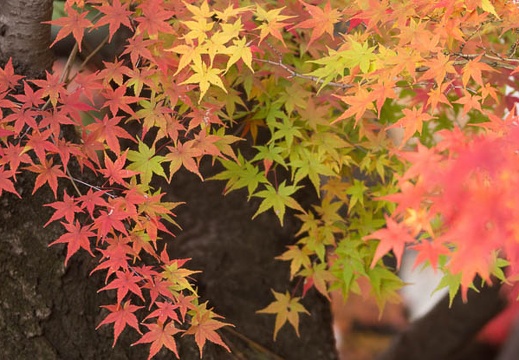 201311271449-DSC05196.jpg