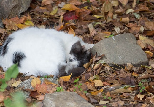 201311271516-DSC05221.jpg