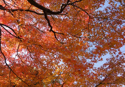 201312011106-DSC09598N.jpg