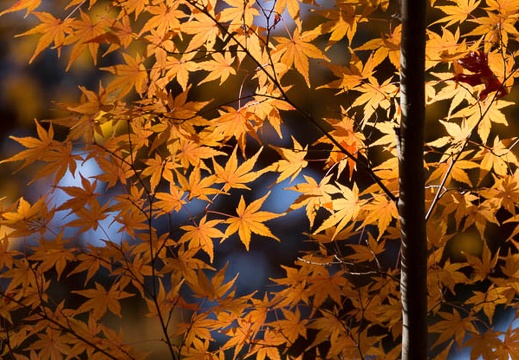 201312011129-DSC05256.jpg