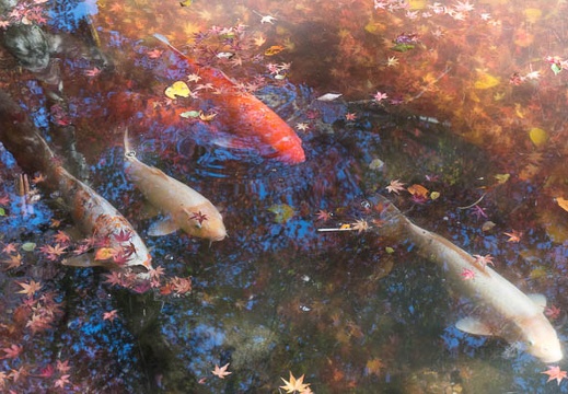 201312011140-DSC09660N.jpg