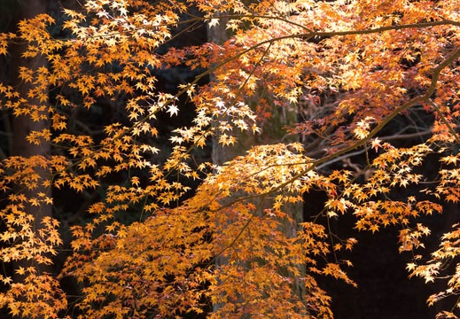 201312011149-DSC05276.jpg